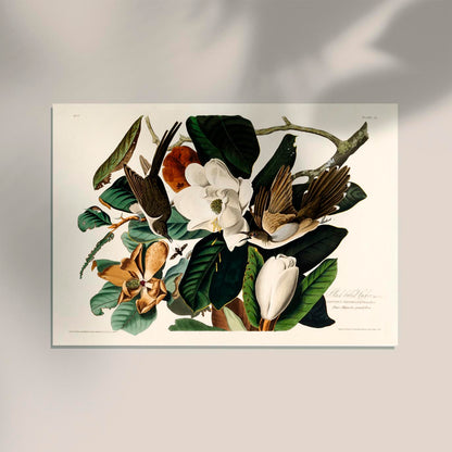 Black-billed Cuckoo from Birds of America Poster