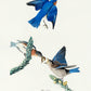 Blue Birds from Birds of America Poster