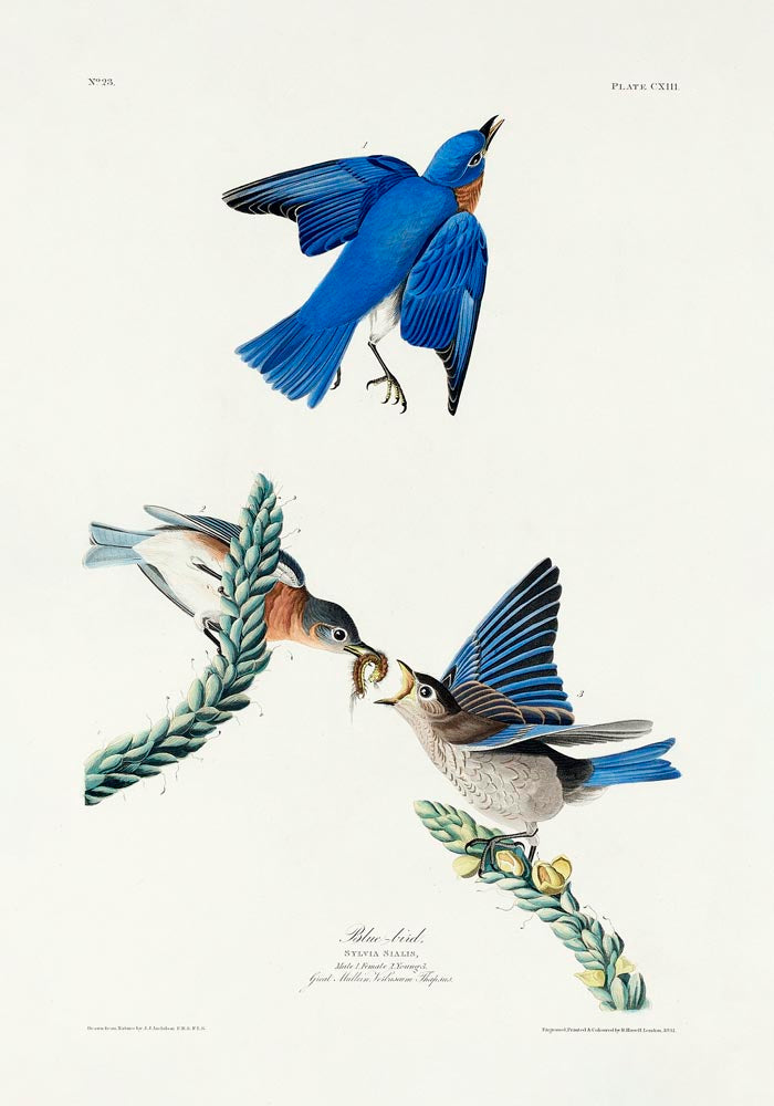 SALE: Blue Birds Canvas Print Set