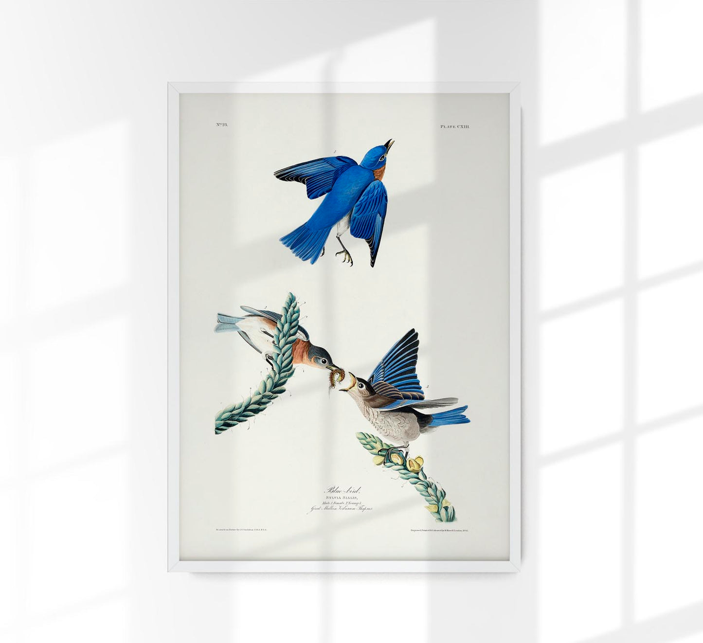 Blue Birds from Birds of America Poster