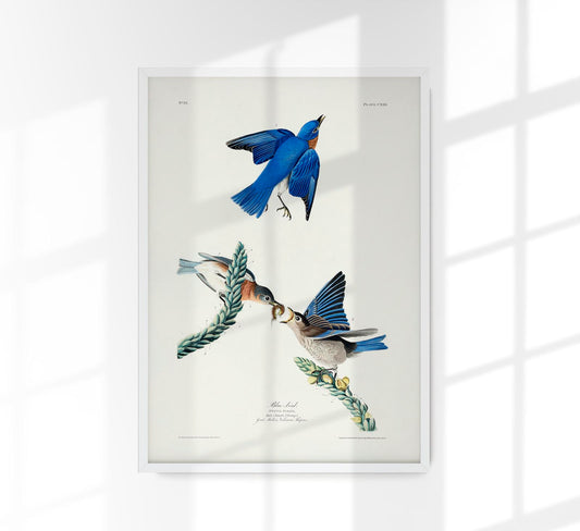 Blue Birds from Birds of America Poster