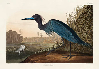 Blue Crane Heron from Birds of America Poster