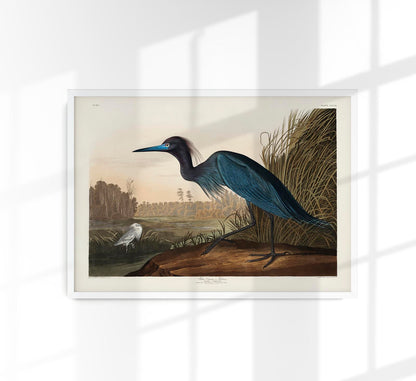 Blue Crane Heron from Birds of America Poster