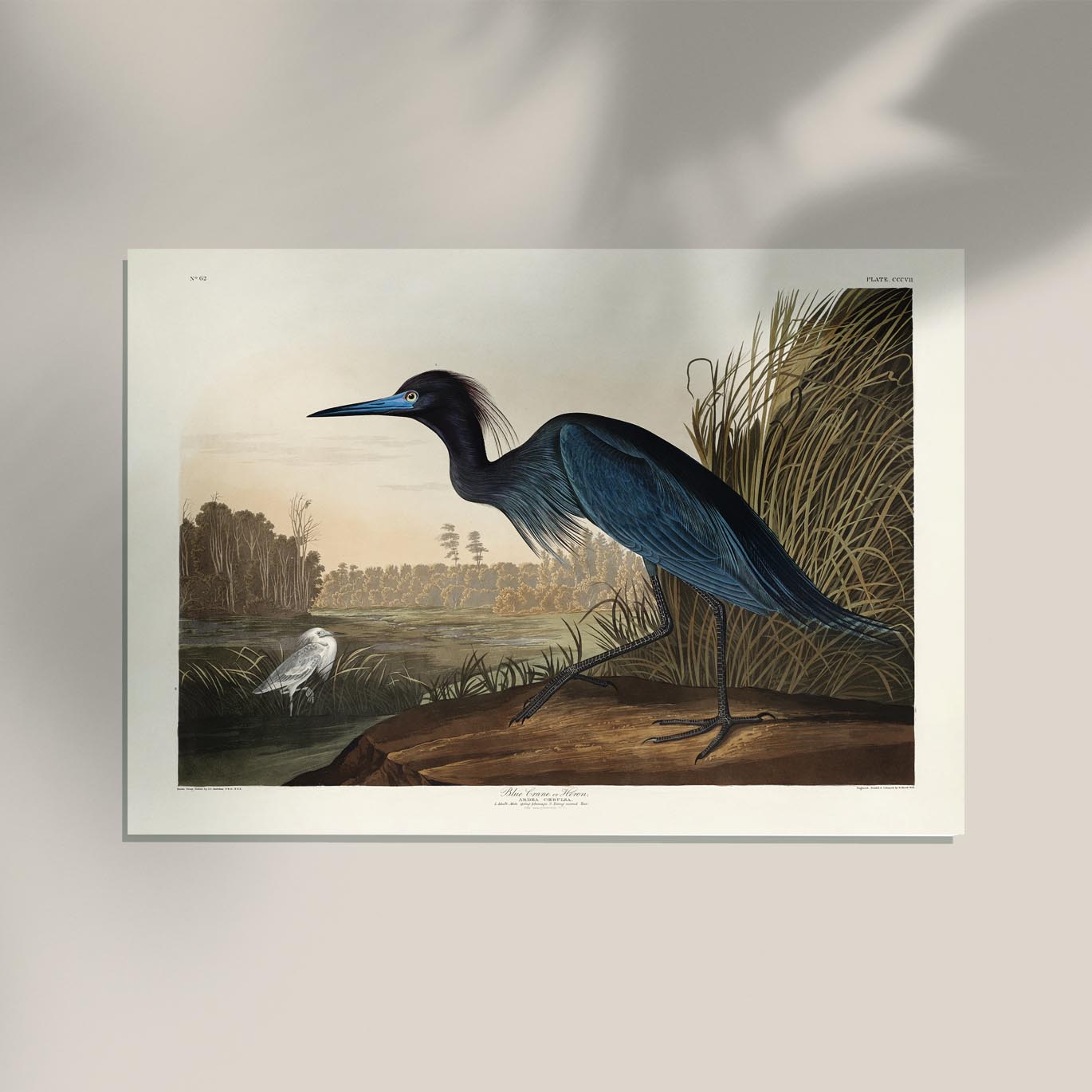 Blue Crane Heron from Birds of America Poster