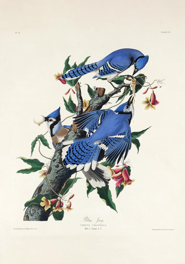 Blue Jay from Birds of America Poster