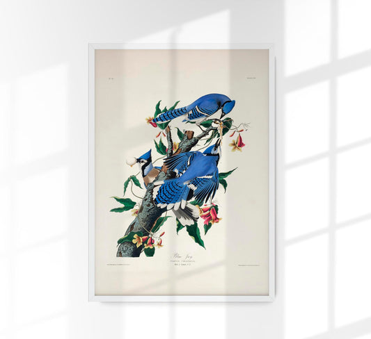 Blue Jay from Birds of America Poster