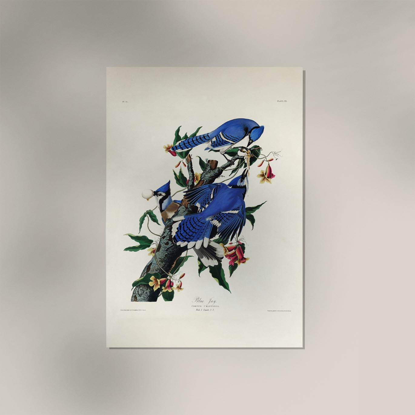 Blue Jay from Birds of America Poster