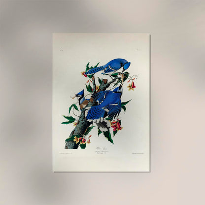 Blue Jay from Birds of America Poster