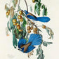 Florida Jay from Birds of America Poster