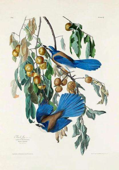 Florida Jay from Birds of America Poster