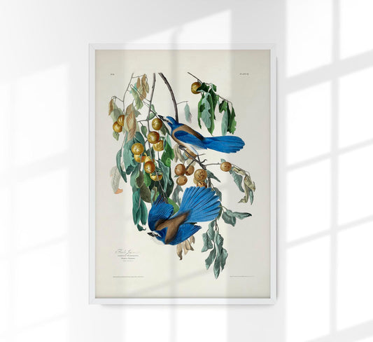 Florida Jay from Birds of America Poster