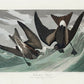 Fork-tailed Petrel from Birds of America Poster