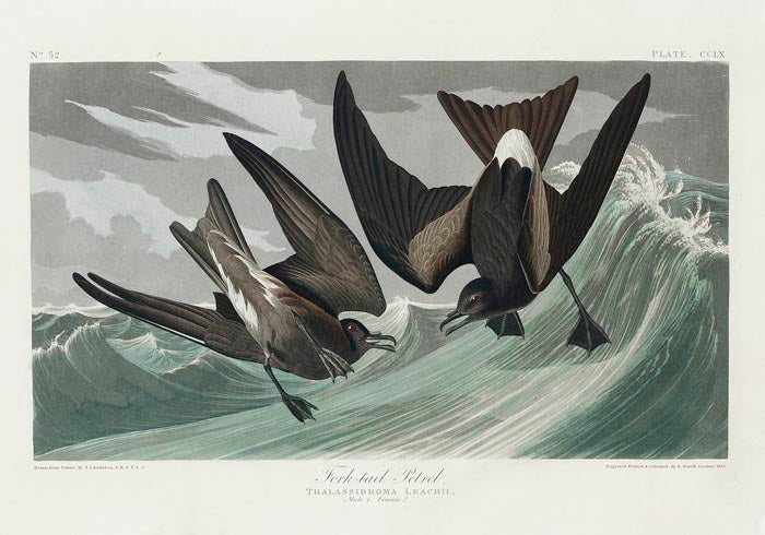 Fork-tailed Petrel from Birds of America Poster