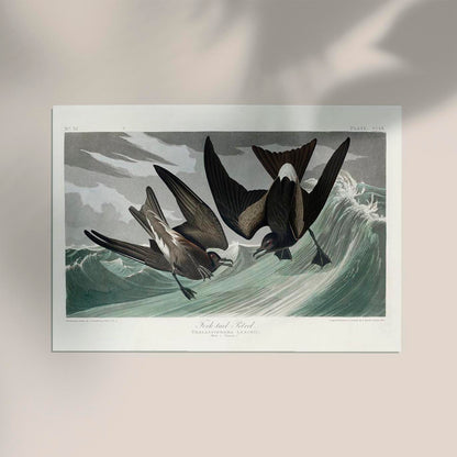 Fork-tailed Petrel from Birds of America Poster