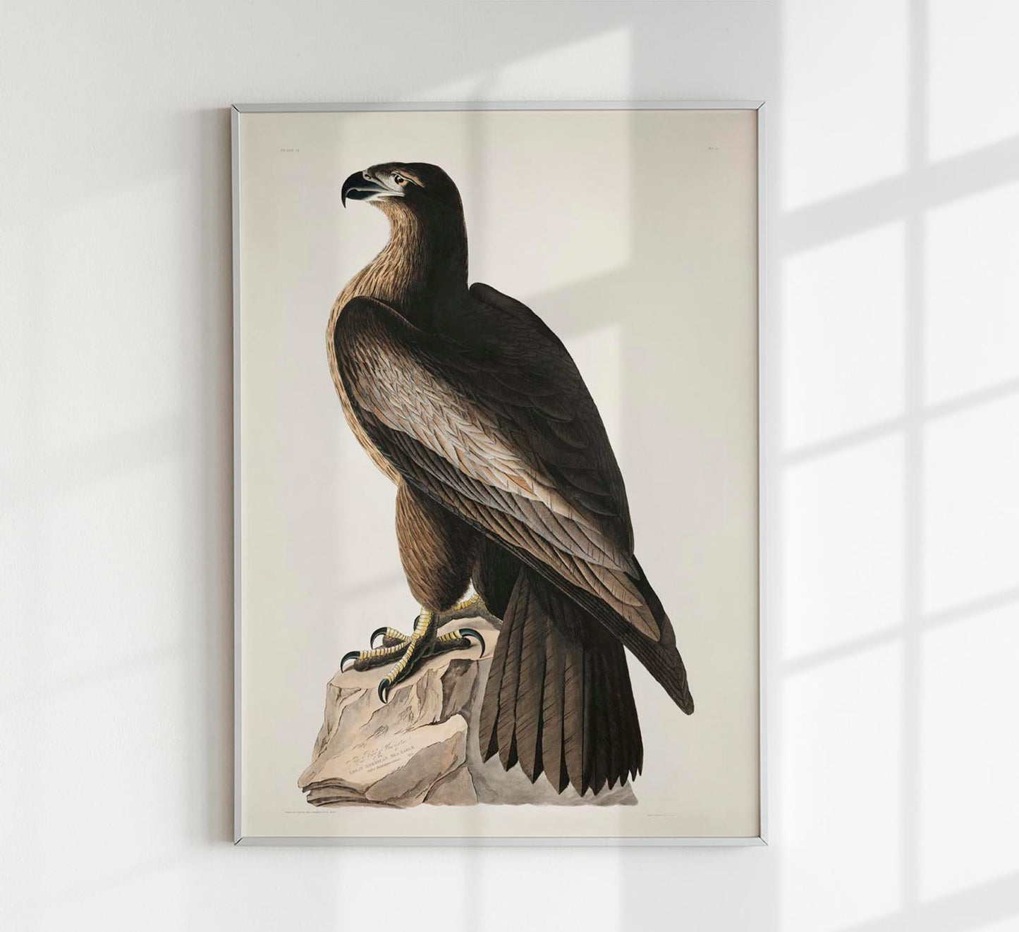 Great American Sea Eagle - Birds of America Poster