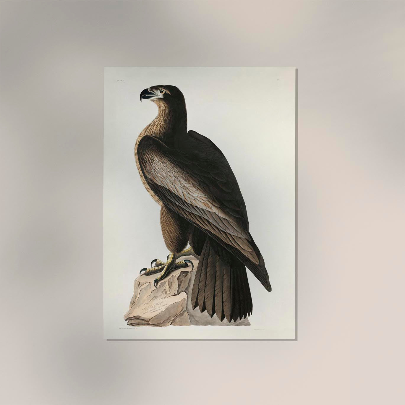 Great American Sea Eagle - Birds of America Poster