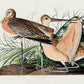 Great Marbled Godwit from Birds of America Poster