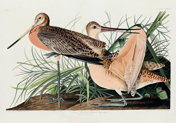 Great Marbled Godwit from Birds of America Poster