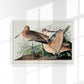 Great Marbled Godwit from Birds of America Poster