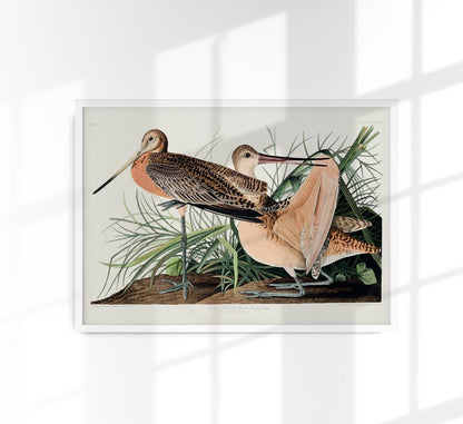 Great Marbled Godwit from Birds of America Poster