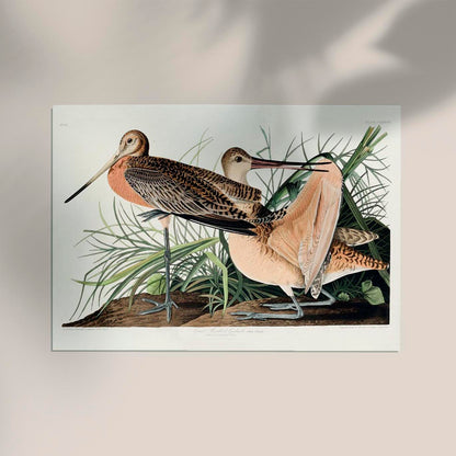 Great Marbled Godwit from Birds of America Poster