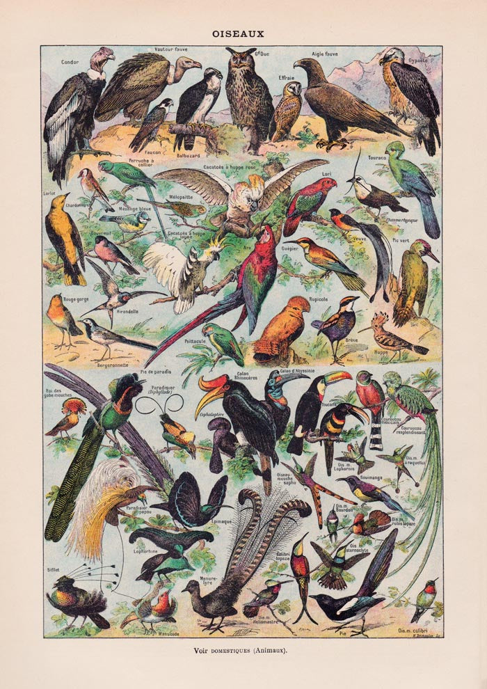 Larousse Bird Collection I Poster