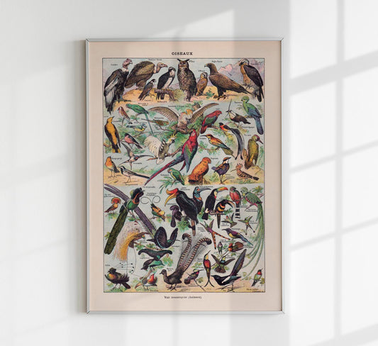 Larousse Bird Collection I Poster