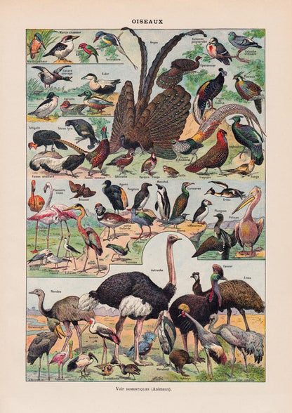 Larousse Bird Collection II Poster