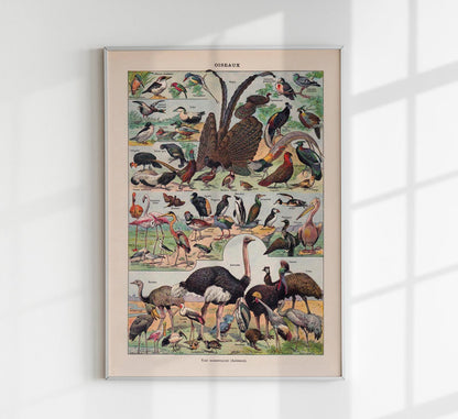 Larousse Bird Collection II Poster