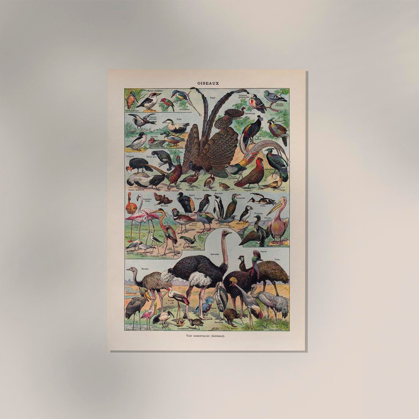 Larousse Bird Collection II Poster