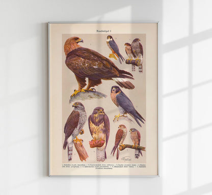 Birds of Prey I Poster