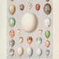 Eggs Collection III Poster