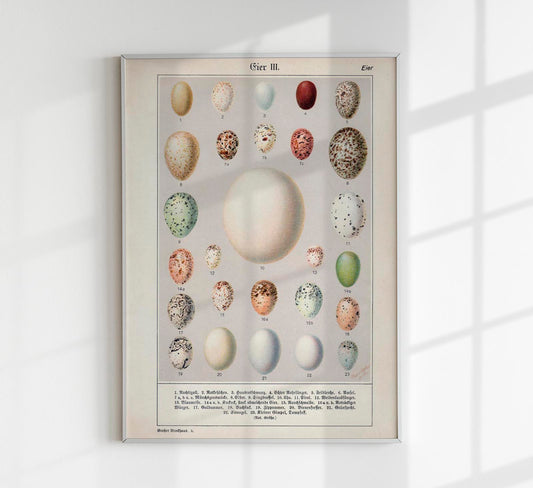 Eggs Collection III Poster