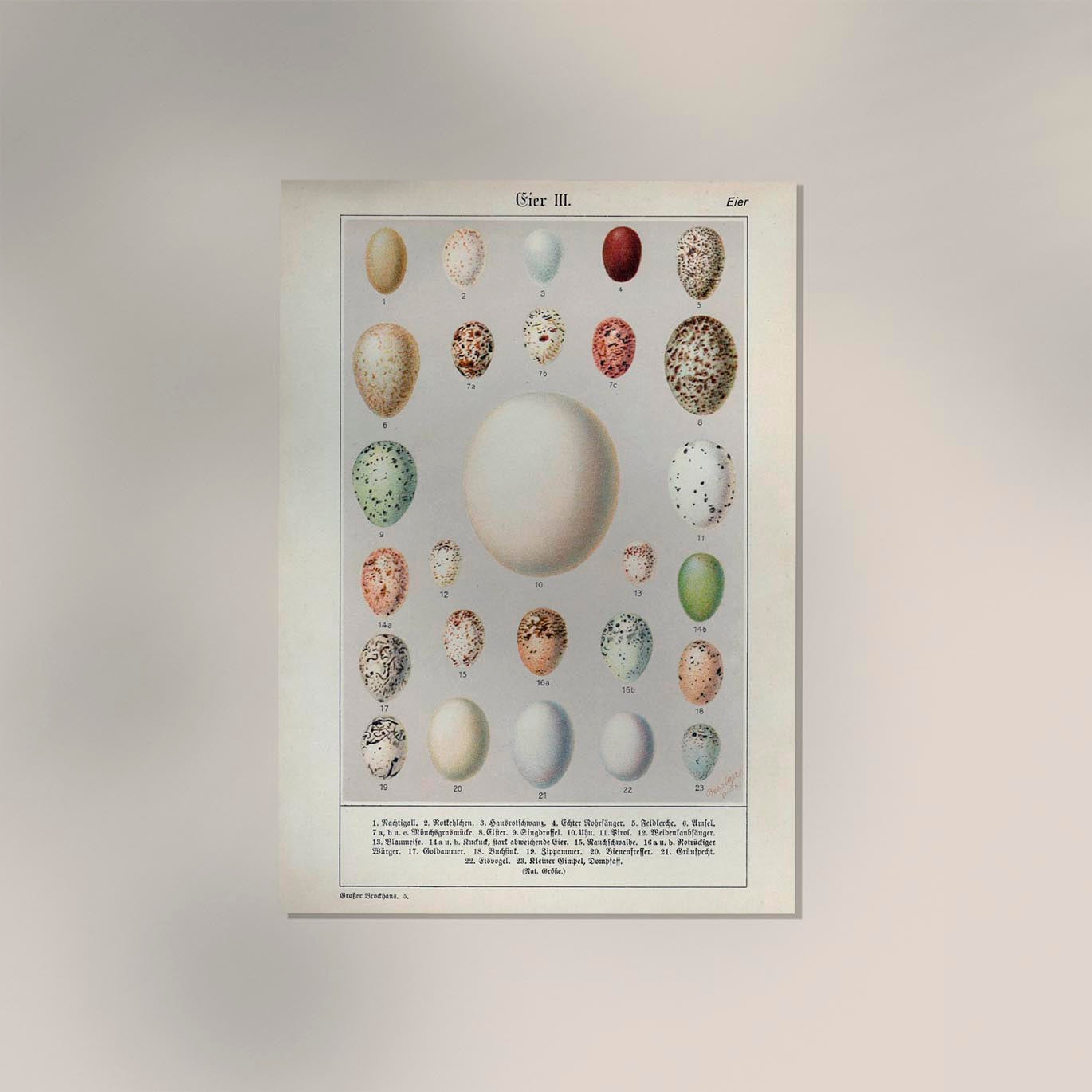 Eggs Collection III Poster