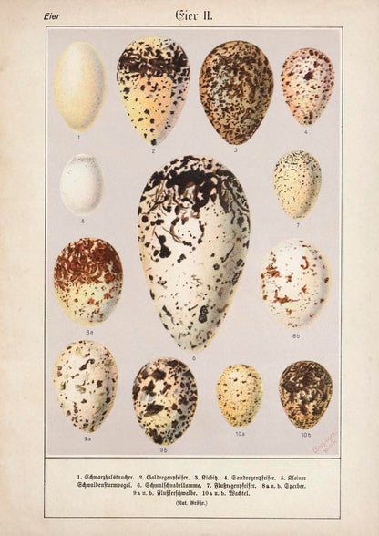 Eggs II Poster