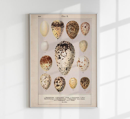 Eggs II Poster