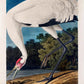 Hooping Crane from Birds of America Poster