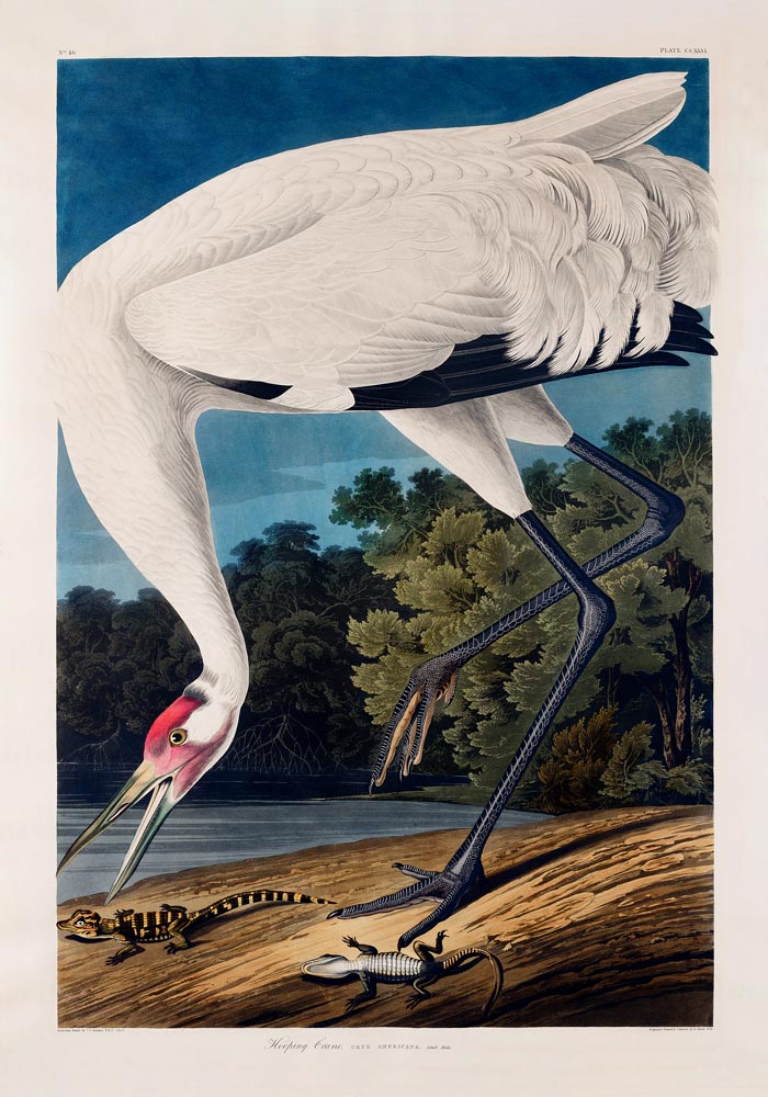 Hooping Crane from Birds of America Poster