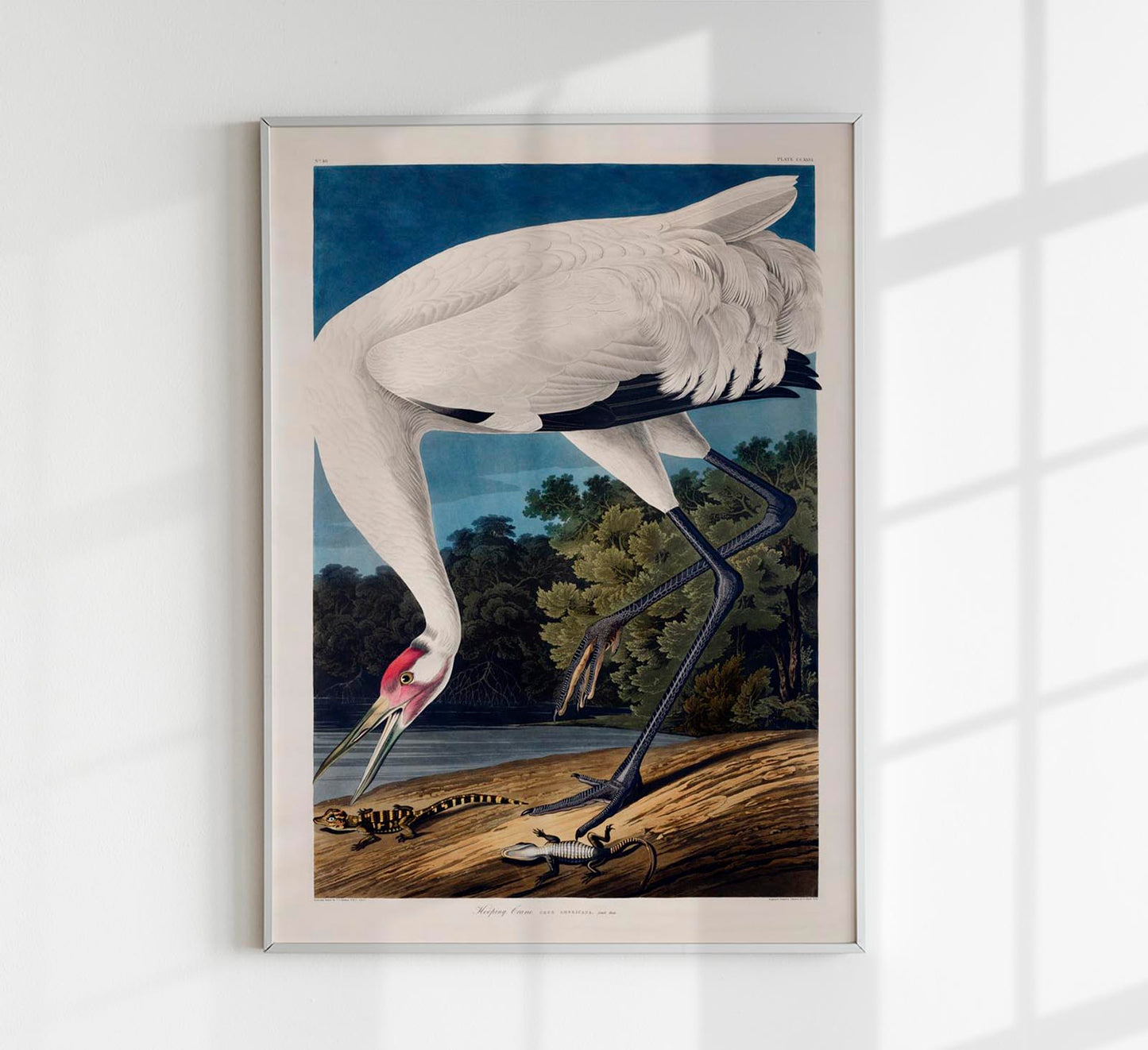 Hooping Crane from Birds of America Poster