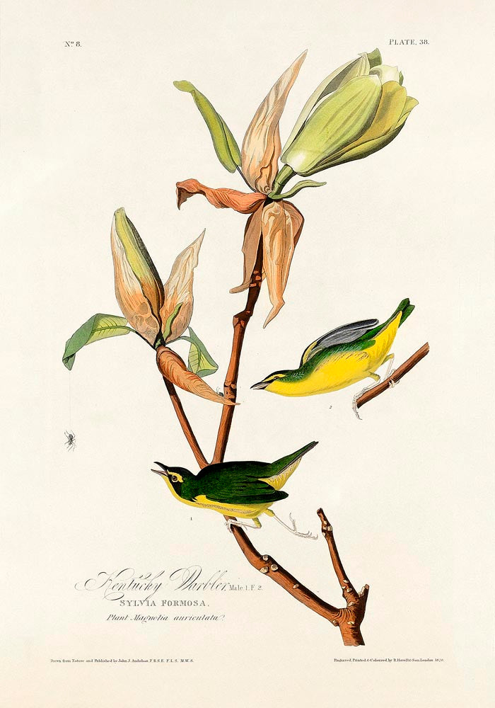 Kentucky Warbler from Birds of America Poster