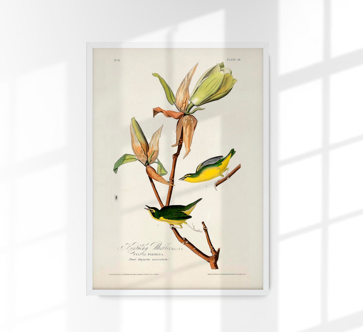 Kentucky Warbler from Birds of America Poster