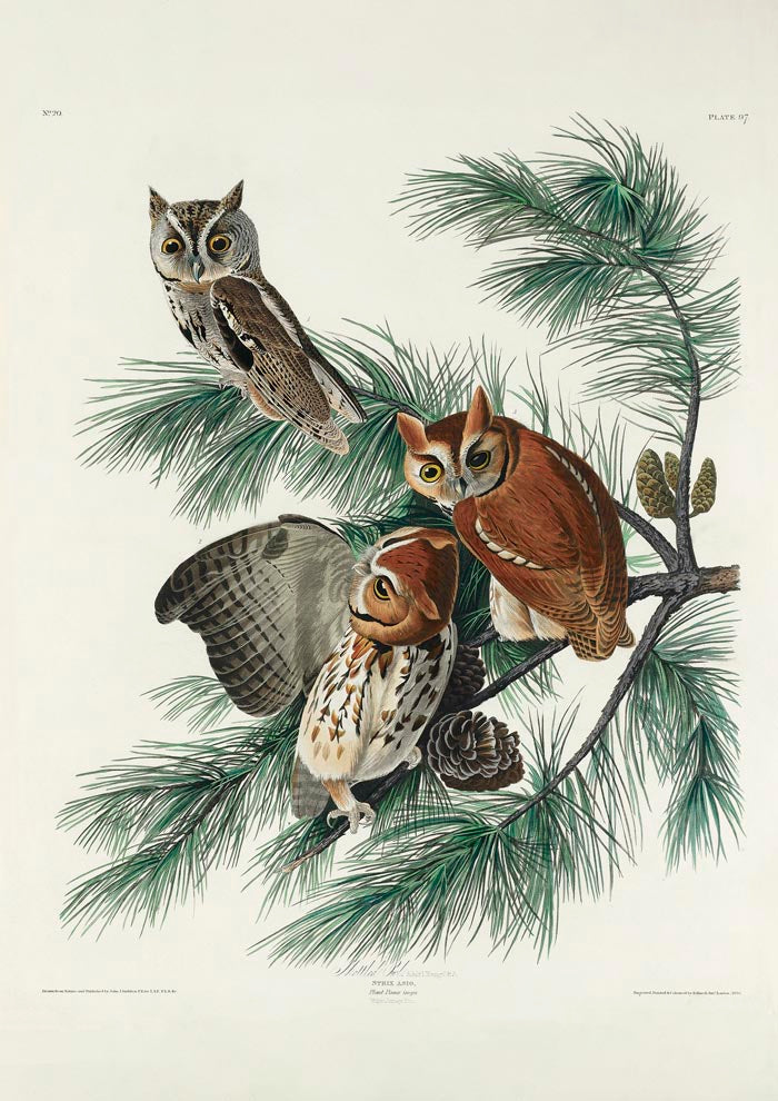 Little Screech Owl from Birds of America Poster