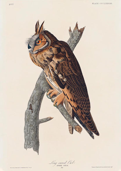 Long-eared Owl from Birds of America Poster