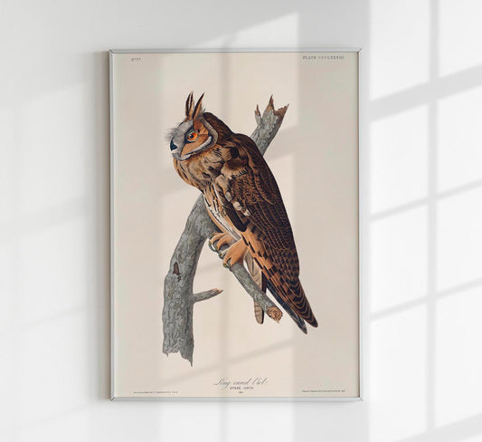 Long-eared Owl from Birds of America Poster