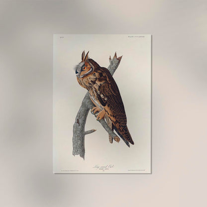 Long-eared Owl from Birds of America Poster