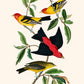 Louisiana Tanager & Scarlet Tanager from Birds of America Poster