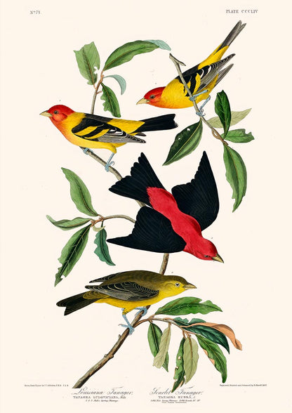 Louisiana Tanager & Scarlet Tanager from Birds of America Poster