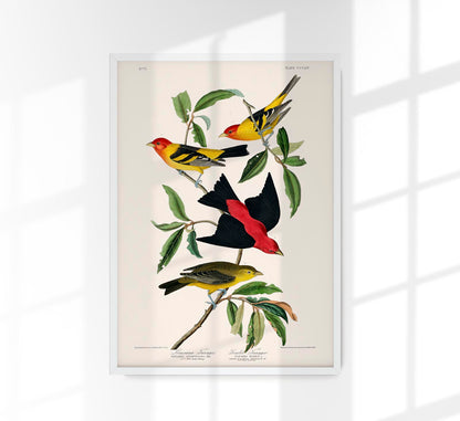 Louisiana Tanager & Scarlet Tanager from Birds of America Poster