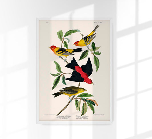 Louisiana Tanager & Scarlet Tanager from Birds of America Poster