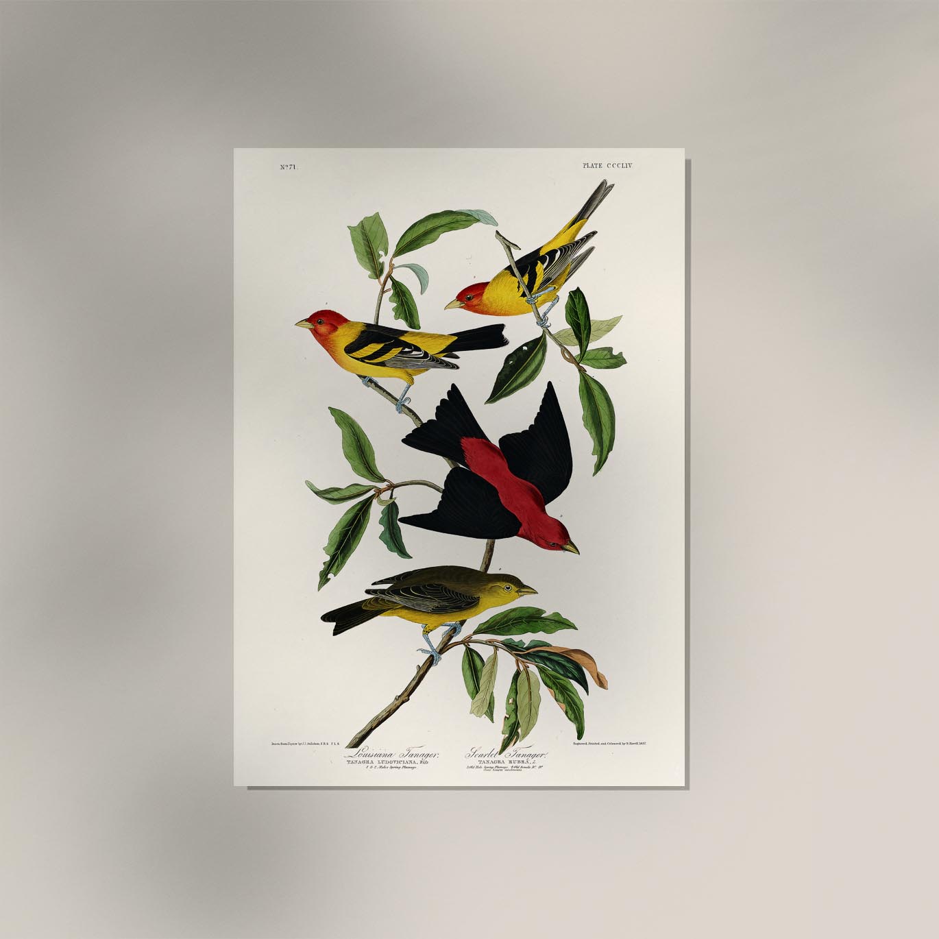 Louisiana Tanager & Scarlet Tanager from Birds of America Poster